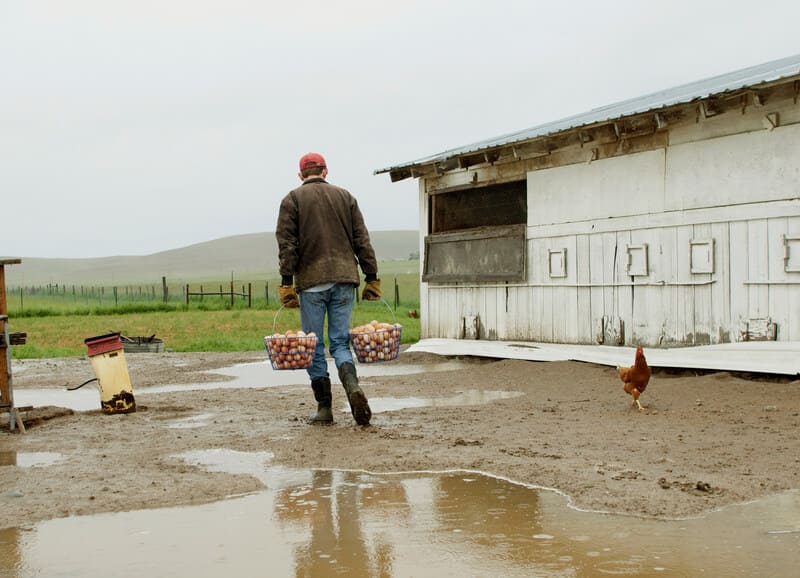 A farm landscape after rainfall, with wet soil, green crops, and puddles reflecting the sky.