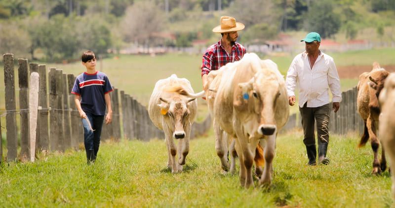 A group of livestock, including cows, sheep, and goats, grazing in a lush green pasture.